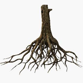Tree Roots